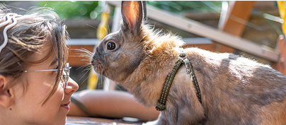 Kisállattartás - Vetty blogcikk