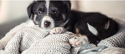 Kutya a családban - Vetty blogcikk