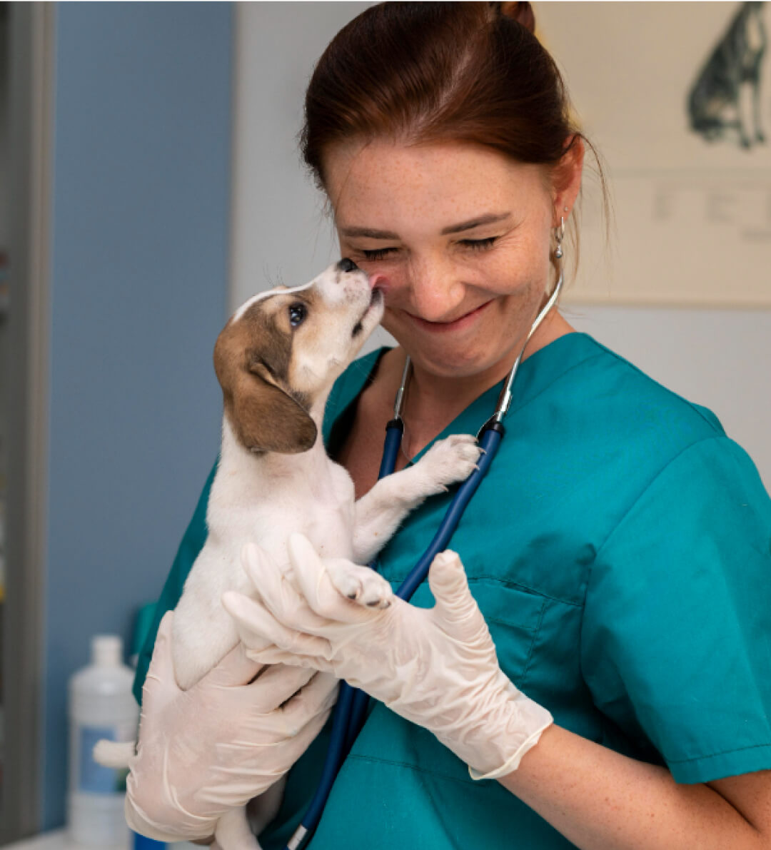 Dr. Katona Ramóna vezető állatorvos